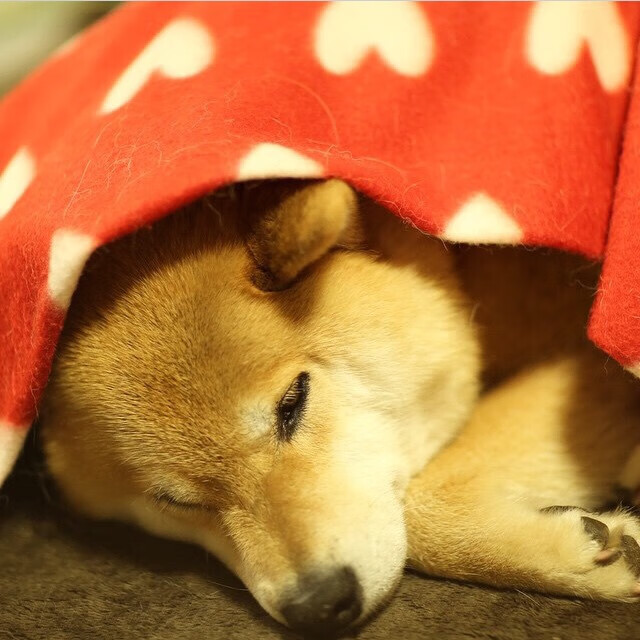 布克狂飙45分!森林狼轻取上海队,中美篮球友谊赛燃爆夏日