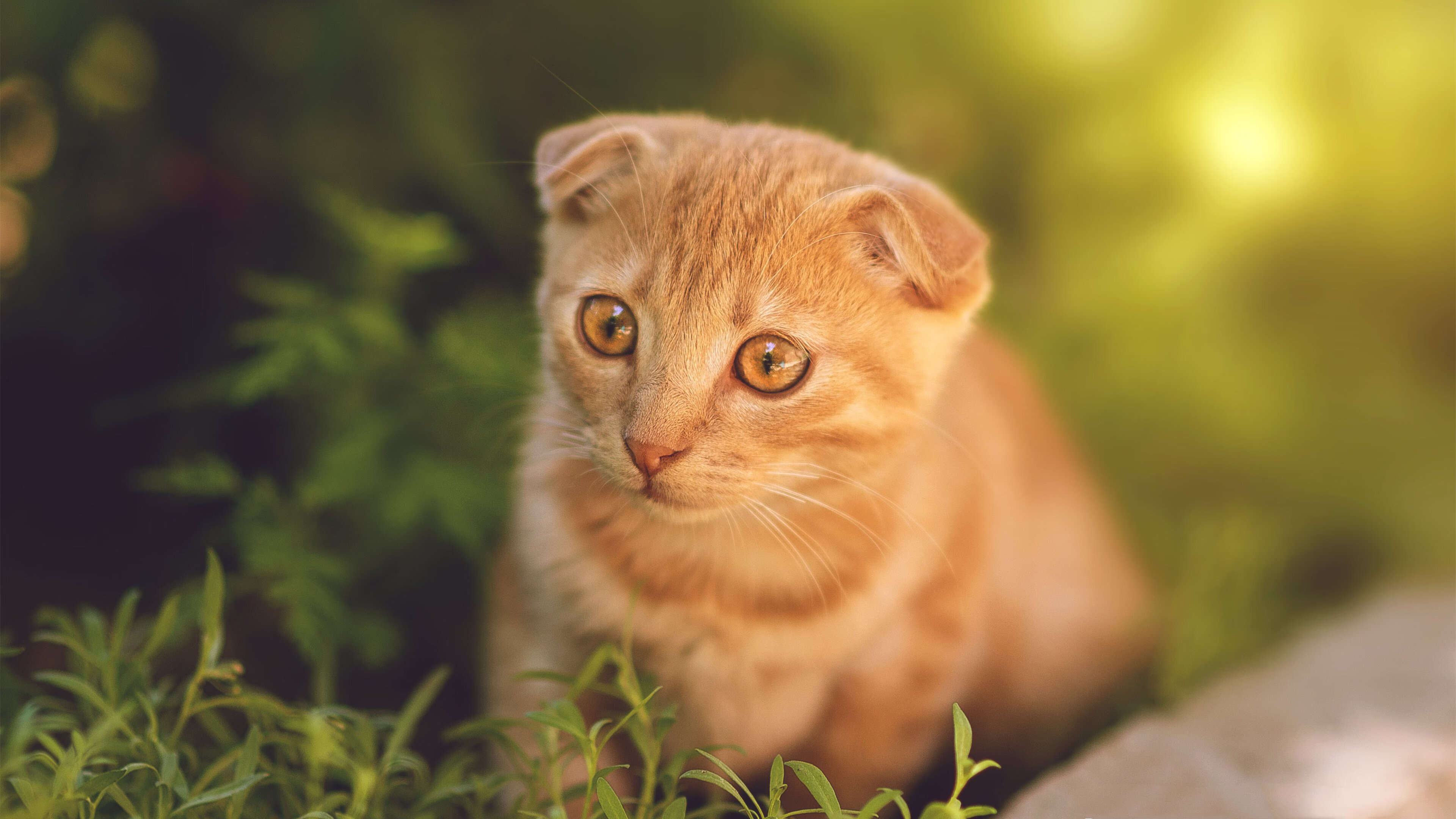 绿衫铁壁,当奇才的防守机器碾碎雷霆的青春风暴